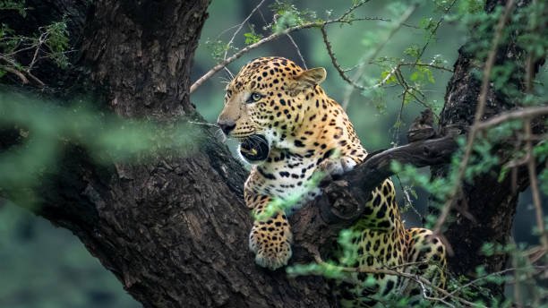 yala leopard safari morning
